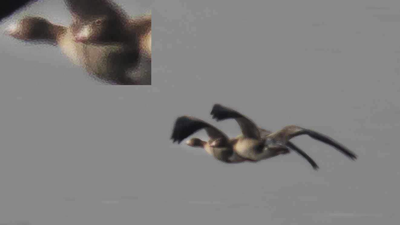 Lesser White-fronted Goose